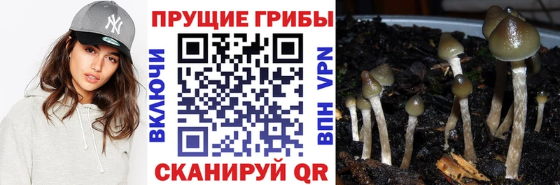 купить закладку  Руза  Псилоцибиновые грибы Psilocybe 
